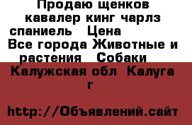 Продаю щенков кавалер кинг чарлз спаниель › Цена ­ 40 000 - Все города Животные и растения » Собаки   . Калужская обл.,Калуга г.